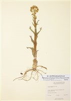 藏品(掌葉蜂鬥菜)的圖片